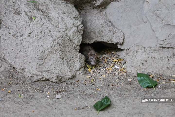 استفاده از سم جدید برای مقابله با موش ها