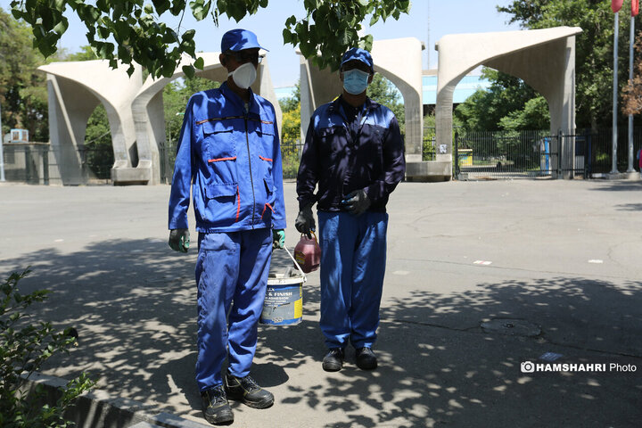 استفاده از سم جدید برای مقابله با موش ها