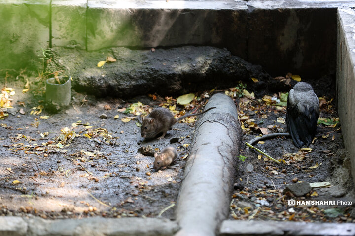 استفاده از سم جدید برای مقابله با موش ها