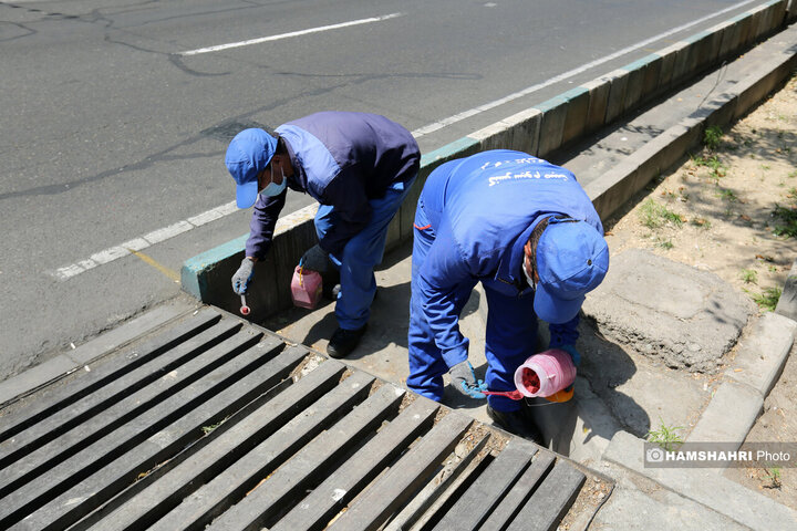 استفاده از سم جدید برای مقابله با موش ها