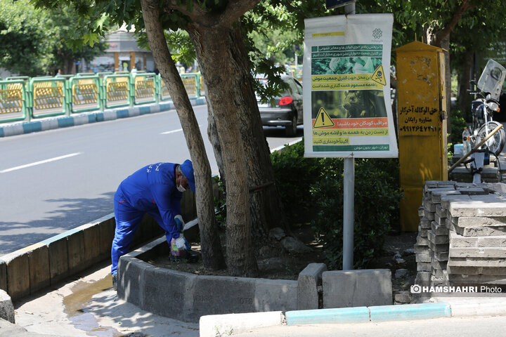 استفاده از سم جدید برای مقابله با موش ها