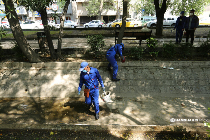 استفاده از سم جدید برای مقابله با موش ها