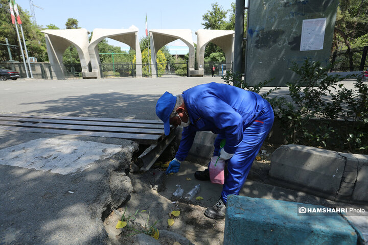 استفاده از سم جدید برای مقابله با موش ها