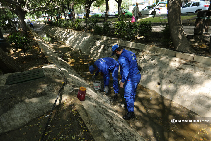 استفاده از سم جدید برای مقابله با موش ها