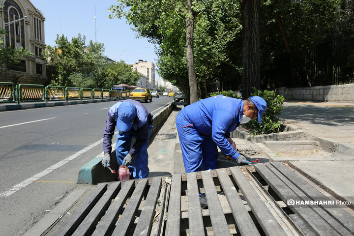 استفاده از سم جدید برای مقابله با موش ها