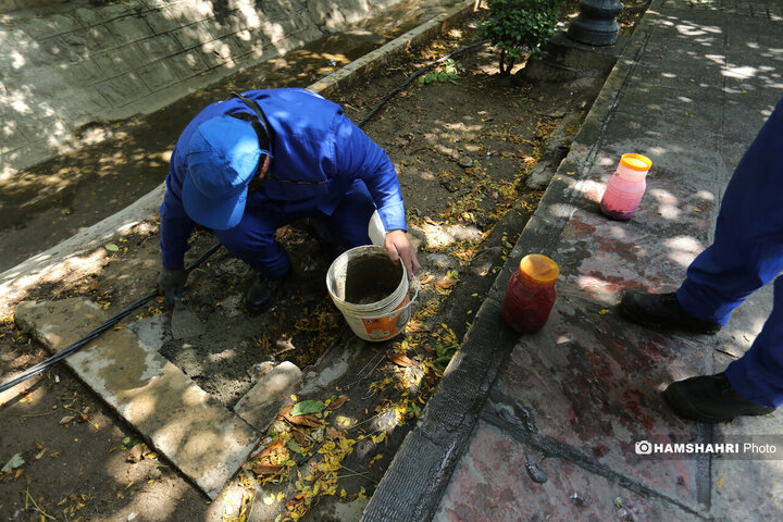 استفاده از سم جدید برای مقابله با موش ها