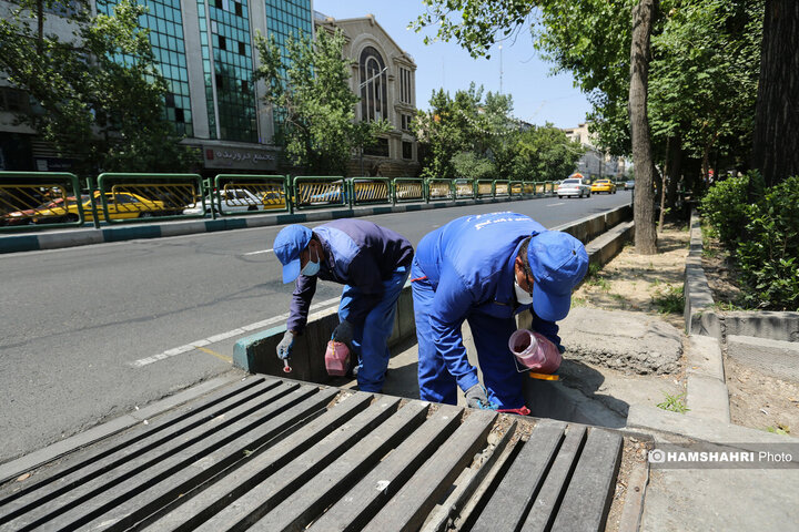 استفاده از سم جدید برای مقابله با موش ها