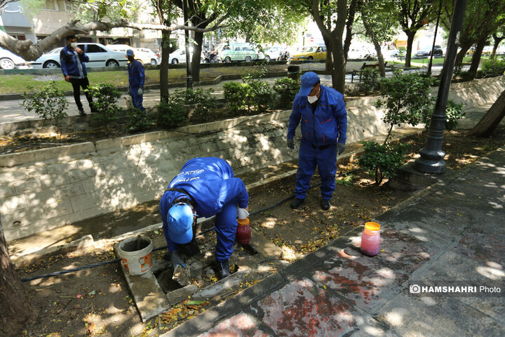 استفاده از سم جدید برای مقابله با موش ها