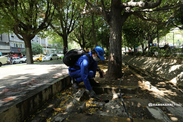 استفاده از سم جدید برای مقابله با موش ها