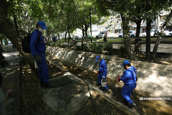 استفاده از سم جدید برای مقابله با موش ها