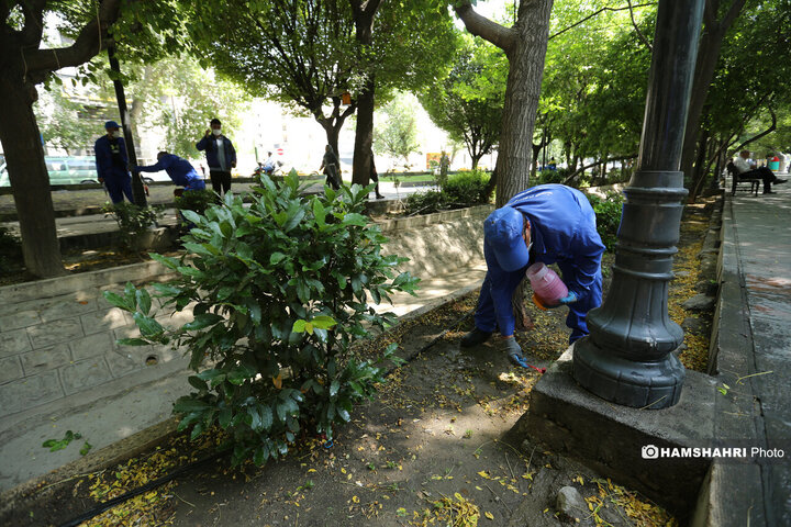 استفاده از سم جدید برای مقابله با موش ها