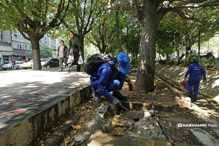 استفاده از سم جدید برای مقابله با موش ها