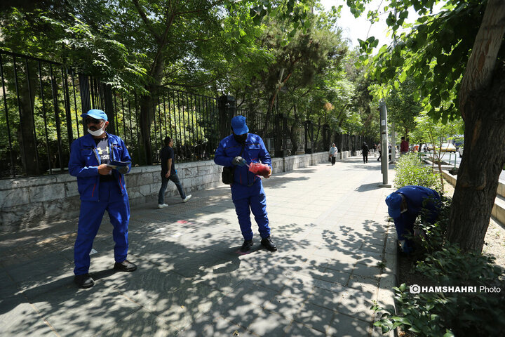 استفاده از سم جدید برای مقابله با موش ها