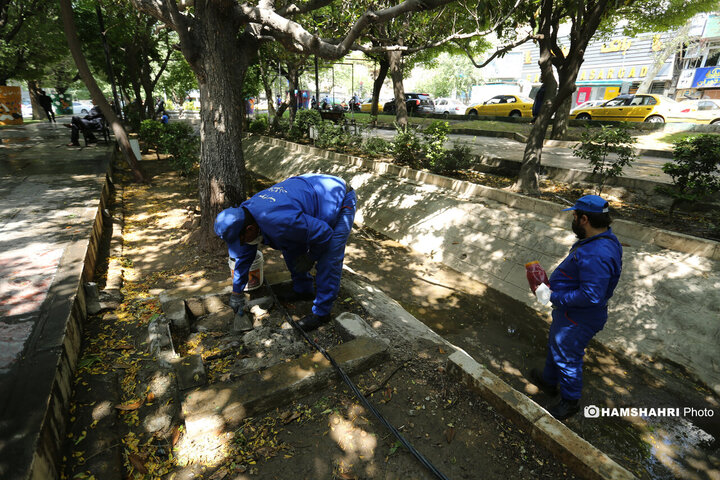 استفاده از سم جدید برای مقابله با موش ها