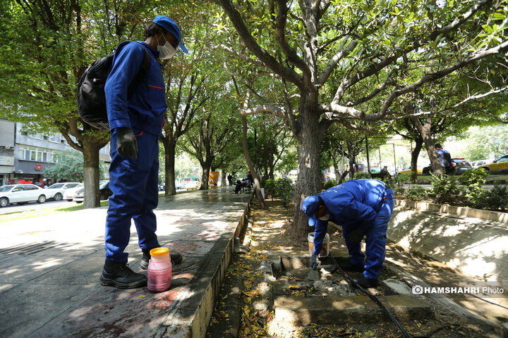 استفاده از سم جدید برای مقابله با موش ها