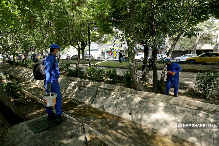 استفاده از سم جدید برای مقابله با موش ها