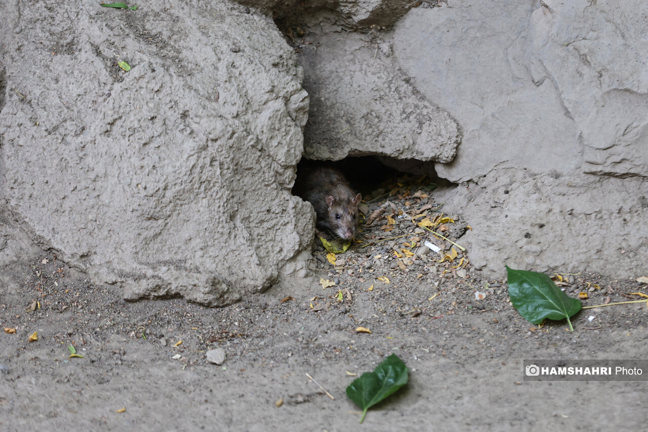 استفاده از سم جدید برای مقابله با موش ها