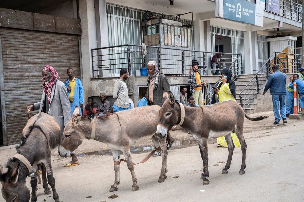 این کشور رکورددار الاغ در جهان است | تصاویر