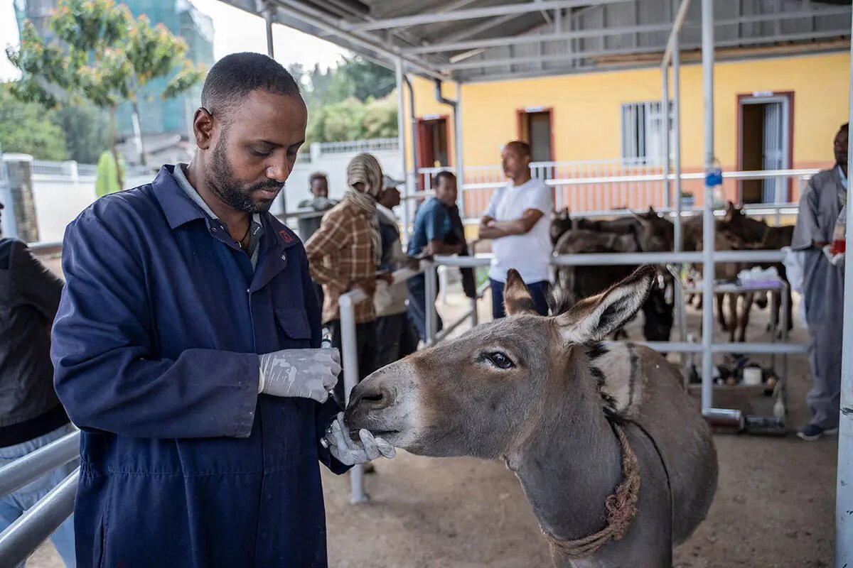 این کشور رکورددار الاغ در جهان است | تصاویر