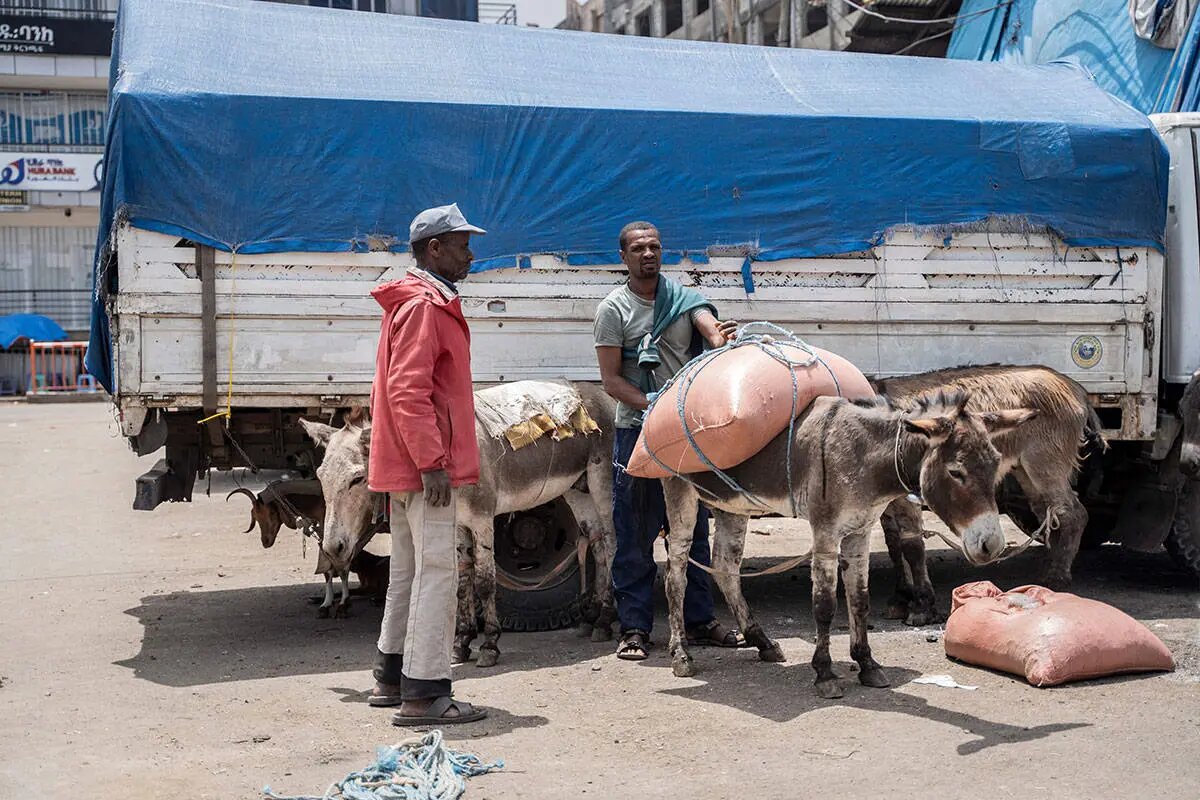این کشور رکورددار الاغ در جهان است | تصاویر