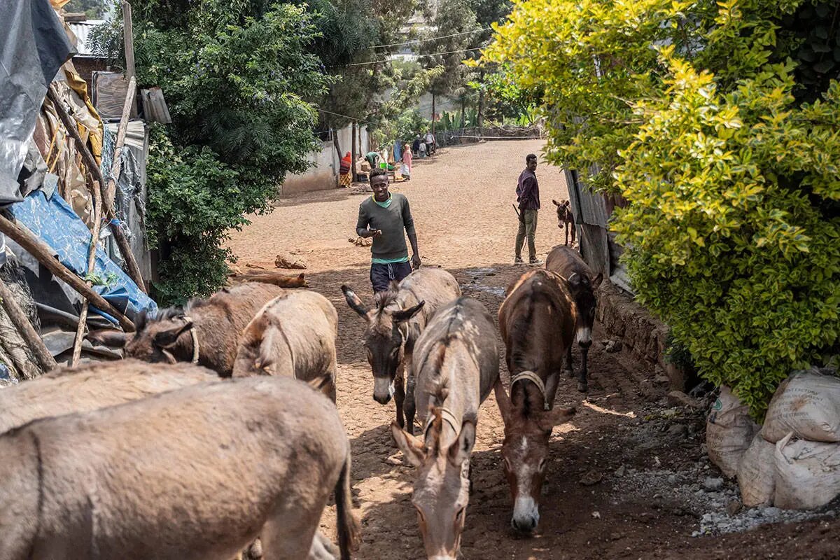 این کشور رکورددار الاغ در جهان است | تصاویر