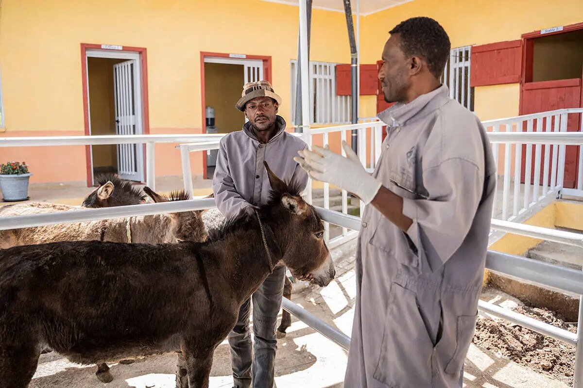 این کشور رکورددار الاغ در جهان است | تصاویر