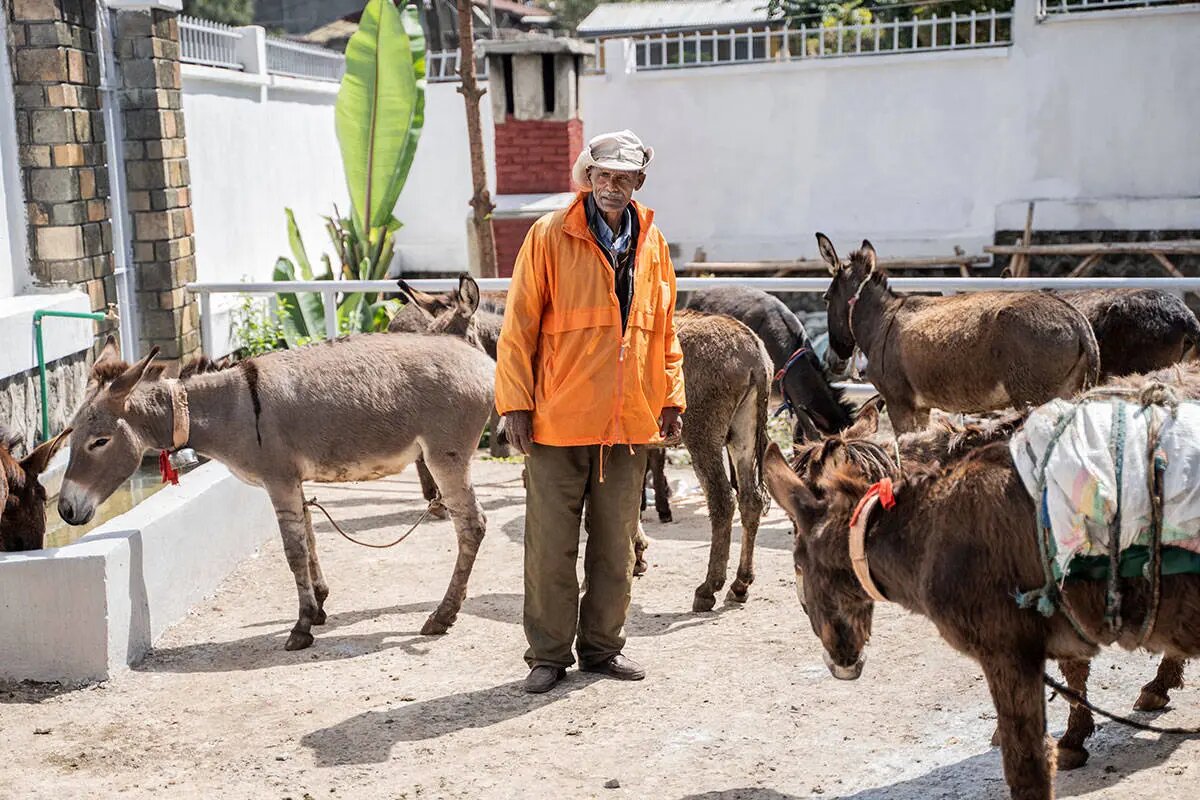 این کشور رکورددار الاغ در جهان است | تصاویر