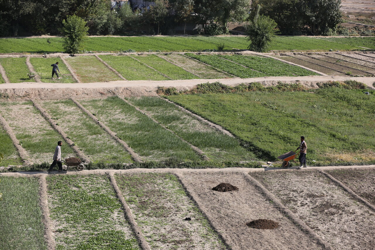 ماست خیکی این محله در تهران تَک بود | تهران برای خرید این ماست صف میکشید!