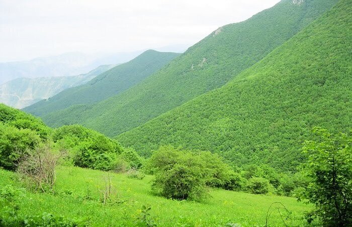 جنگل دیزمار ورزقان ؛ عروس زیبای کوههای آذربایجان