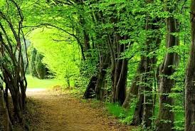 جنگل دیزمار ورزقان ؛ عروس زیبای کوههای آذربایجان