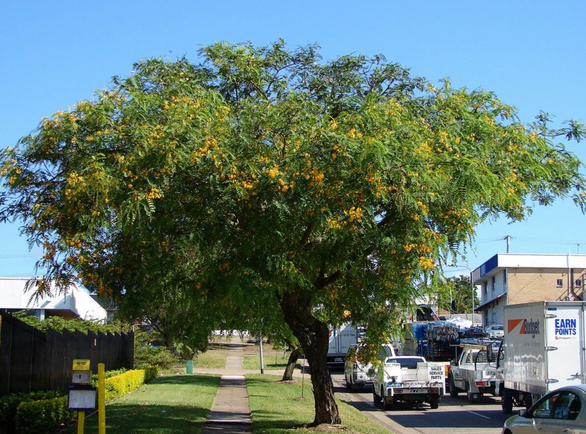 درخت مقاوم به گرما