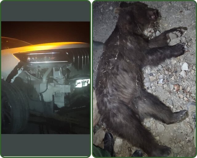 تصویر تصادف خرس قهوهای با یک خودرو در مازندران