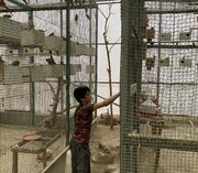 همنشینی با خطرناکترین شترمرغ و بلندپروازترین پرنده جهان