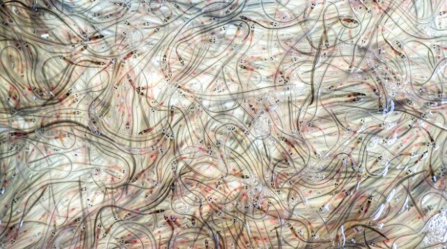 معماهایی در طبیعت که هنوز حل نشدهاند؛ رازهای شنیدنی، نورهای مرموز و دریاچههای صورتی | عکس