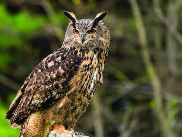 شاهبوف اوراسیایی؛ جغد اسرارآمیز دو متری! | عکس