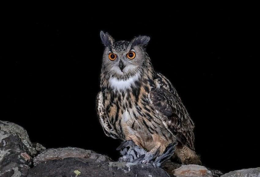 شاهبوف اوراسیایی؛ جغد اسرارآمیز دو متری! | عکس