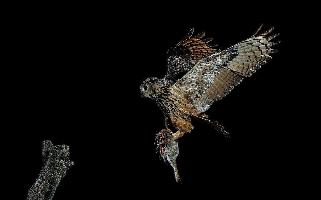 شاهبوف اوراسیایی؛ جغد اسرارآمیز دو متری! | عکس