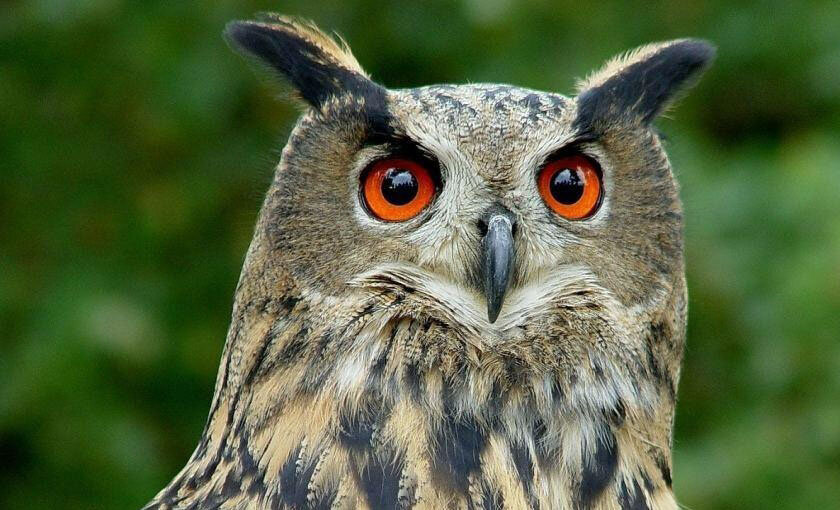 شاهبوف اوراسیایی؛ جغد اسرارآمیز دو متری! | عکس