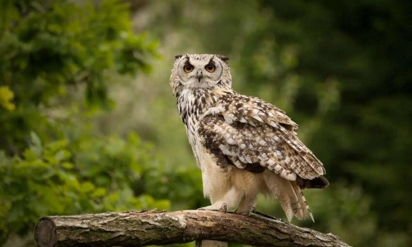 شاهبوف اوراسیایی؛ جغد اسرارآمیز دو متری! | عکس