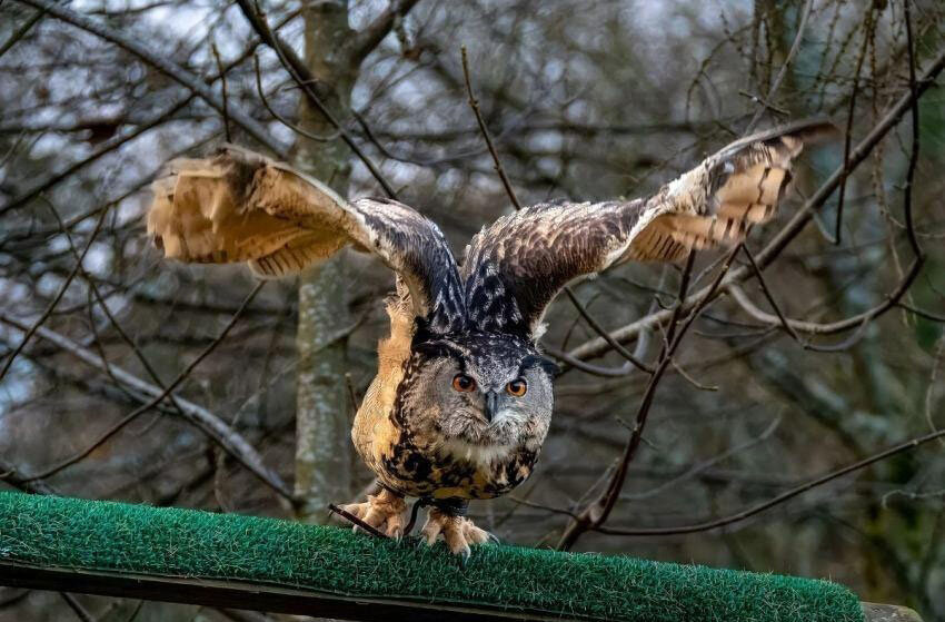 شاهبوف اوراسیایی؛ جغد اسرارآمیز دو متری! | عکس