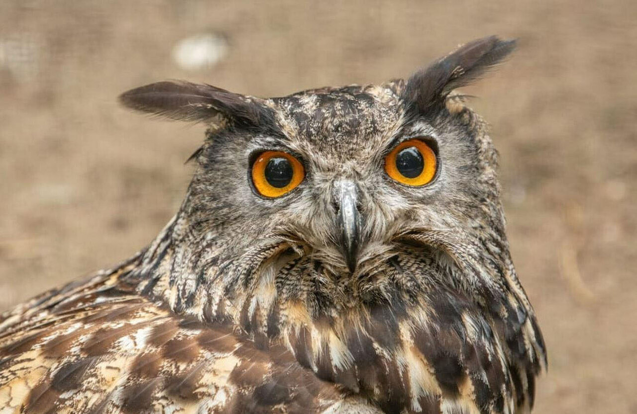 شاهبوف اوراسیایی؛ جغد اسرارآمیز دو متری! | عکس