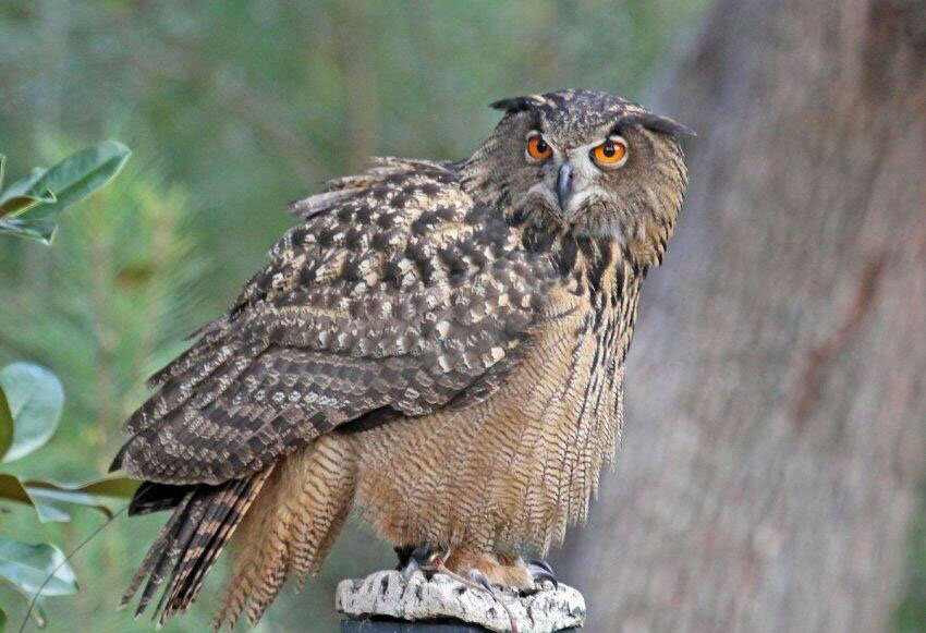 شاهبوف اوراسیایی؛ جغد اسرارآمیز دو متری! | عکس