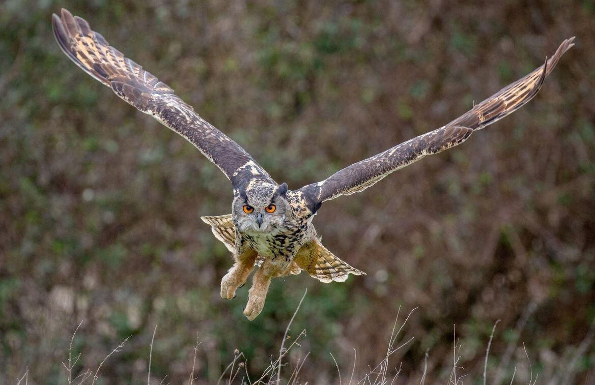 شاهبوف اوراسیایی؛ جغد اسرارآمیز دو متری! | عکس