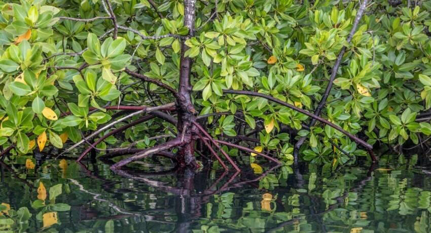 گیاهی مشهور که با «ارواح جنگل» ارتباط دارد | عکس