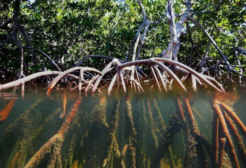 گیاهی مشهور که با «ارواح جنگل» ارتباط دارد | عکس