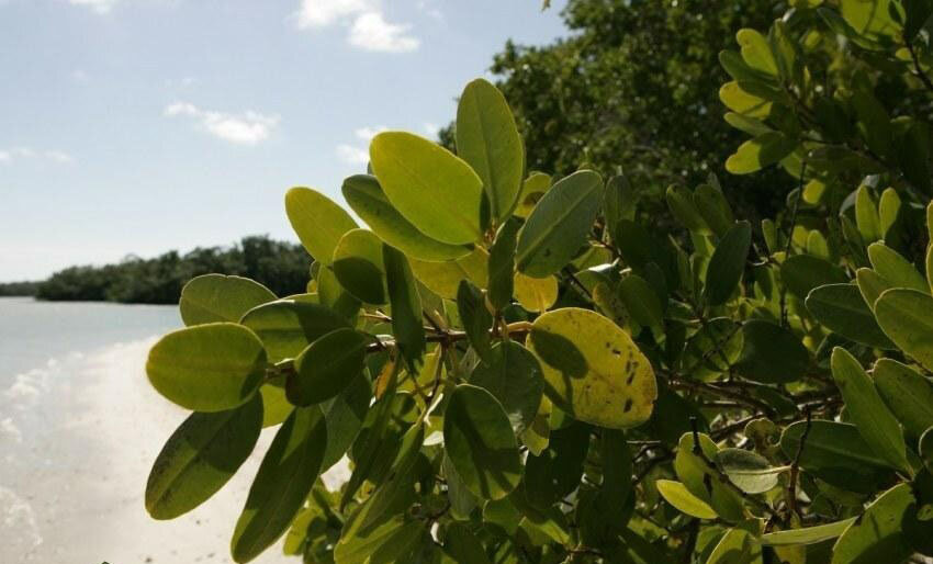 گیاهی مشهور که با «ارواح جنگل» ارتباط دارد | عکس