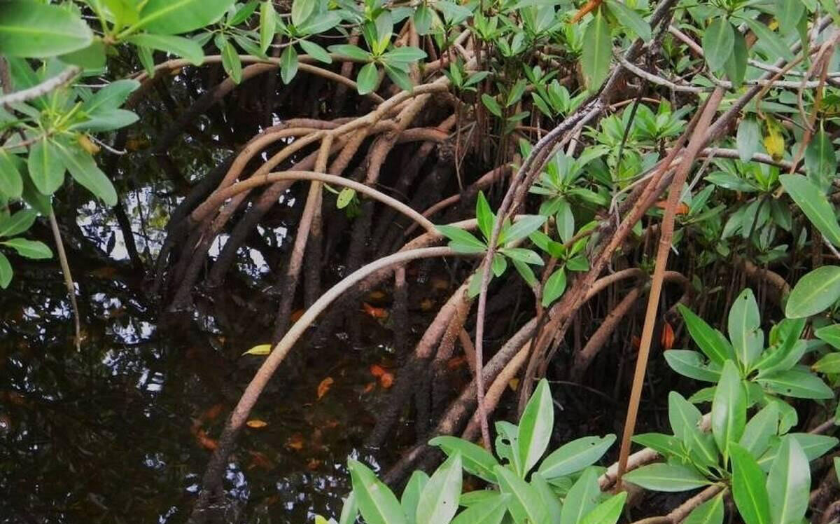 گیاهی مشهور که با «ارواح جنگل» ارتباط دارد | عکس