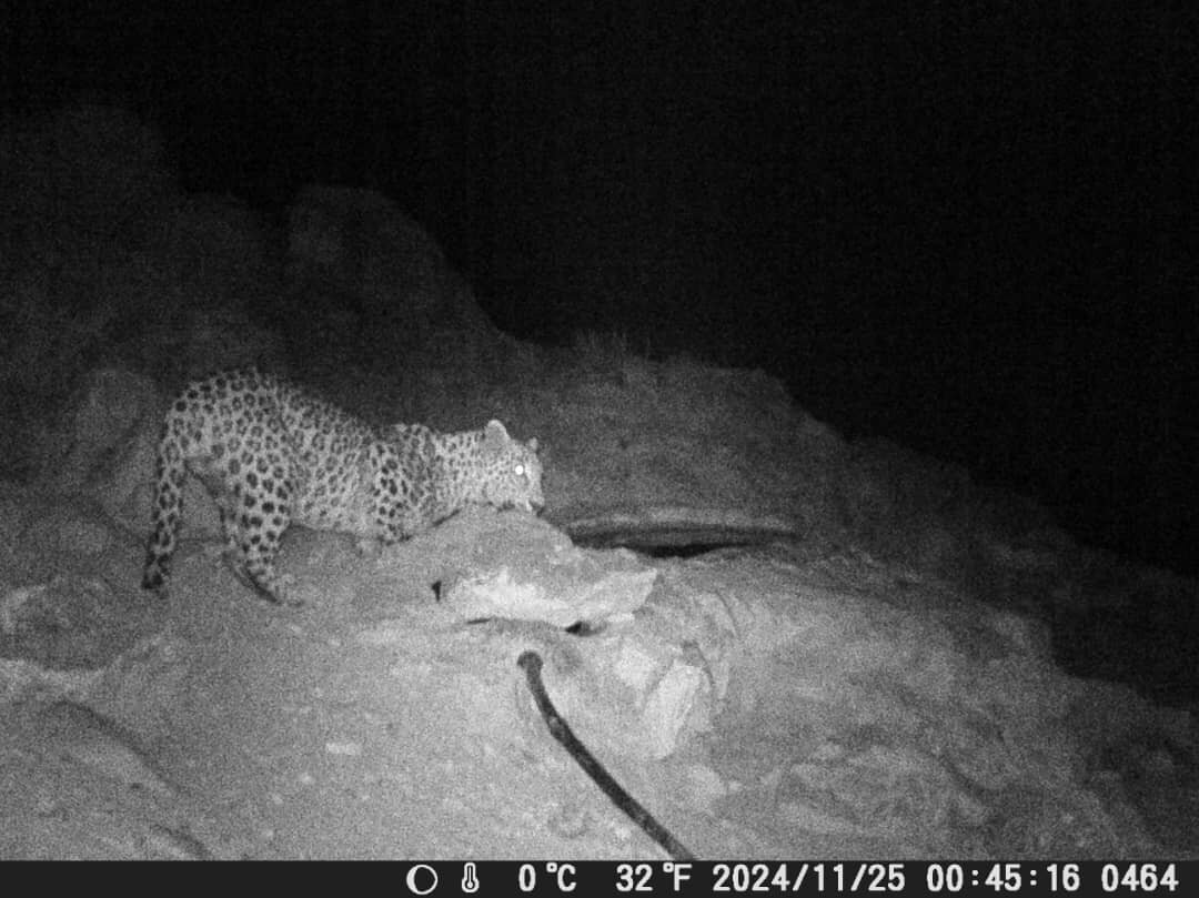 اینجا مردم محیطبان هستند | ماجرای چند برابر شدن جمعیت آهو در این منطقه