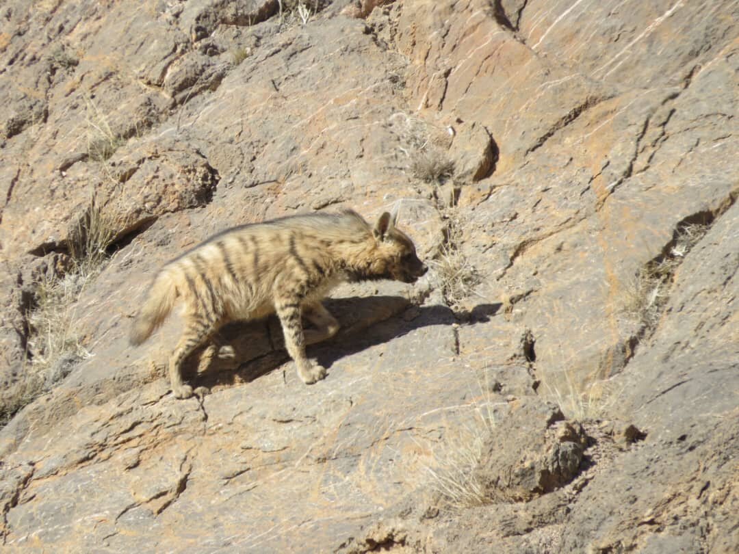 اینجا مردم محیطبان هستند | ماجرای چند برابر شدن جمعیت آهو در این منطقه