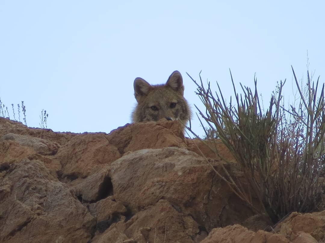 اینجا مردم محیطبان هستند | ماجرای چند برابر شدن جمعیت آهو در این منطقه